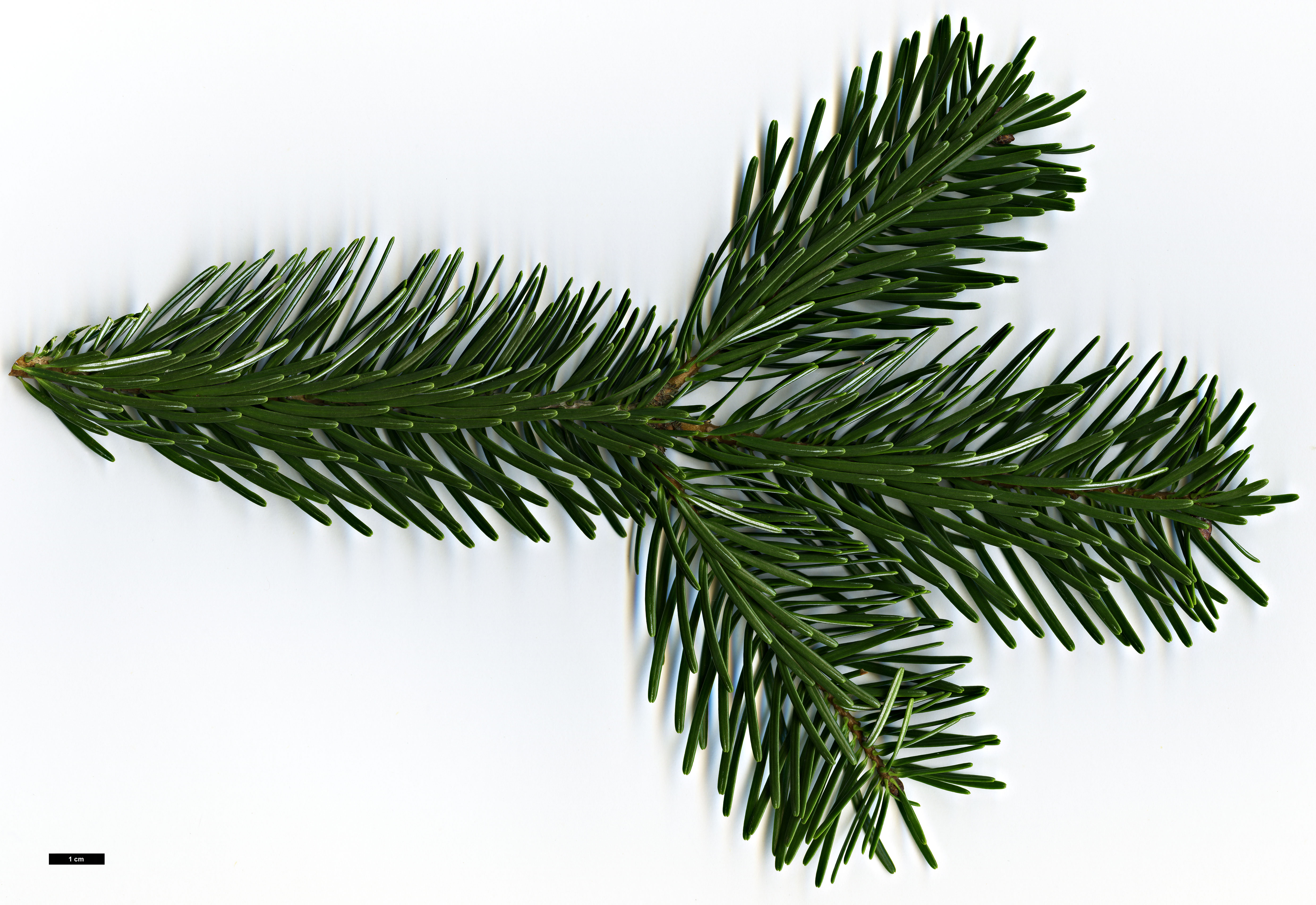 High resolution image: Family: Pinaceae - Genus: Abies - Taxon: nordmanniana - SpeciesSub: subsp. equi-trojani High resolution image: Family: Pinaceae - Genus: Abies - Taxon: nordmanniana - SpeciesSub: subsp. equi-trojani